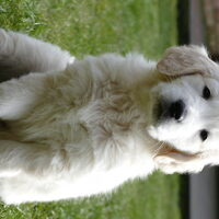 Foto 6 van een Golden Retriever
