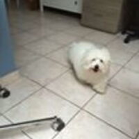 Foto 4 van een Coton de Tulear