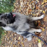 Foto 4 van een Grote Keeshond, wolfsgrijs
