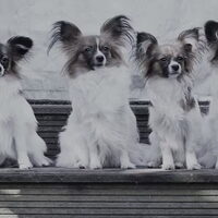 Foto 2 van een Epagneul Nain Continental, Papillon