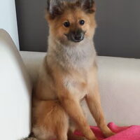 Foto 7 van een Keeshond, Middenslag