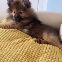 Foto 6 van een Keeshond, Middenslag