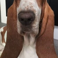 Foto 1 van een Basset Hound