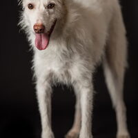 Hond Brego (1)