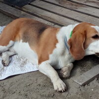 Foto 4 van een Beagle