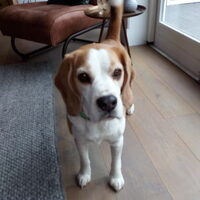 Foto 3 van een Beagle