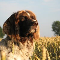 Foto 1 van een Duitse Staande Hond, Langhaar