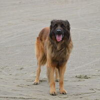 Foto 7 van een Cão da Serra da Estrela, langhaar