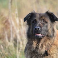 Foto 6 van een Cão da Serra da Estrela, langhaar