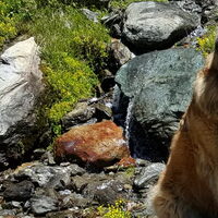 Foto 4 van een Cao Serra Da Estrela