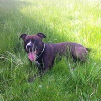 Foto 6 van een American Staffordshire Terrier