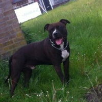 Foto 5 van een American Staffordshire Terrier