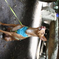 Foto 3 van een Podenco Andaluz