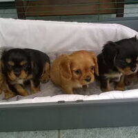 Foto 6 van een Cavalier King Charles Spaniel