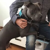 Foto 1 van een Cane Corso