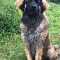Foto 2 van een Leonberger