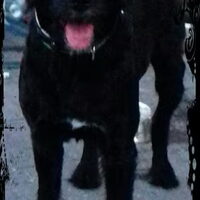 Foto 2 van een Labradoodle