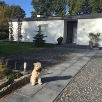 Foto 1 van een Irish Softcoated Wheaten Terriër