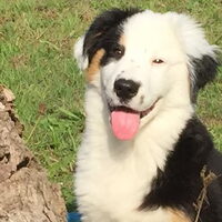Foto 3 van een Australian Shepherd