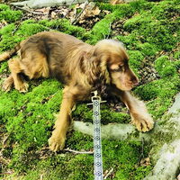 Foto 3 van een Engelse Cocker Spaniel