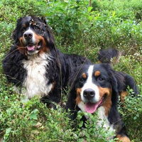 Foto 3 van een Berner Sennenhond