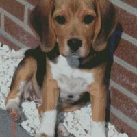 Foto 2 van een Beagle