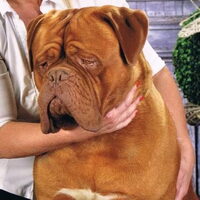 Foto 1 van een Bordeauxdog