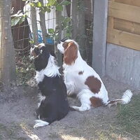 Foto 5 van een Cavalier King Charles Spaniel
