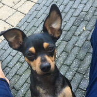 Foto 5 van een Dwergpinscher