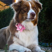 Foto 2 van een Australian Shepherd
