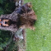 Foto 1 van een Engelse Cocker Spaniel