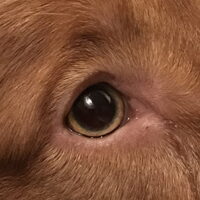 Foto 1 van een Nova Scotia Duck Tolling Retriever