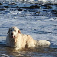Foto 5 van een Golden Retriever