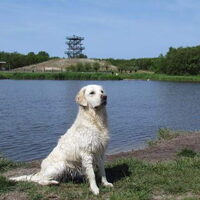 Foto 4 van een Golden Retriever