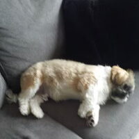 Foto 2 van een Boomer