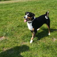 Foto 3 van een Appenzeller Sennenhond