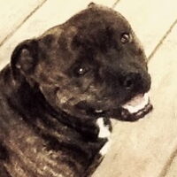 Foto 3 van een Staffordshire Bull Terrier