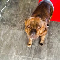 Foto 2 van een Staffordshire Bull Terrier