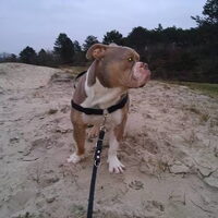Foto 8 van een Old English Bulldog