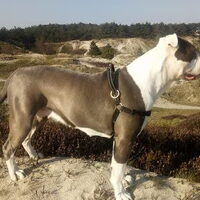 Foto 7 van een Old English Bulldog