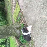 Foto 2 van een elo