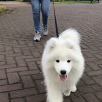 Foto 2 van een Samojeed