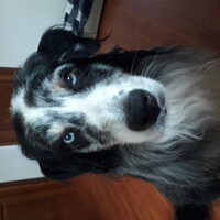 Foto 1 van een Australian Shepherd