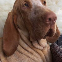 Foto 2 van een Bracco Italiano