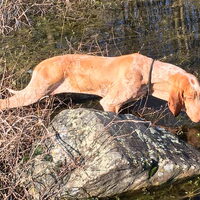 Foto 1 van een Bracco Italiano