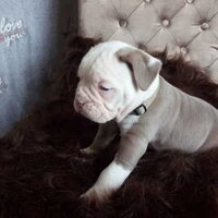 Foto 6 van een Old English Bulldog