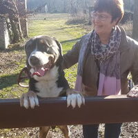 Foto 4 van een Grote Zwitserse Sennenhond