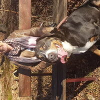 Foto 2 van een Grote Zwitserse Sennenhond