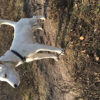 Foto 4 van een Parson Russell Terriër