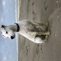 Foto 3 van een Parson Russell Terriër
